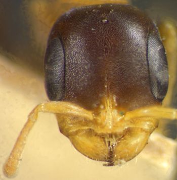 Media type: image; Entomology 23140   Aspect: habitus dorsal view